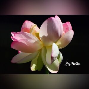 Pink and Cream Lotus Home Art Print 8x10